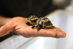 V Zoo Brno se vylíhla druhá kriticky ohrožená želva pavoukovitá